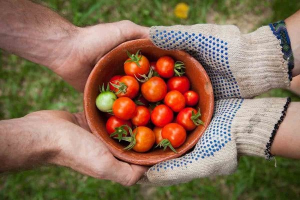 cà chua có lợi cho sức khỏe