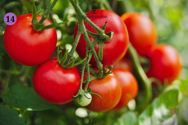 ăn cà chua giúp giảm cân nhanh nhất